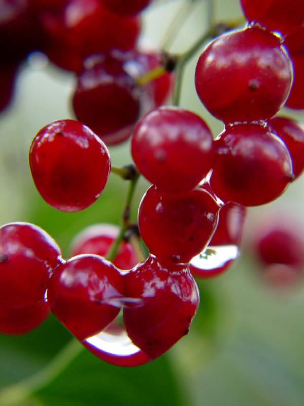 Rosso d''autunno